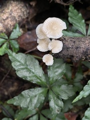 Favolaschia manipularis