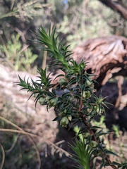 Melichrus urceolatus