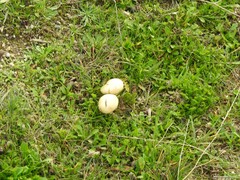 Lycoperdon pratense