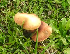 Leratiomyces percevalii