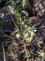 Melichrus urceolatus