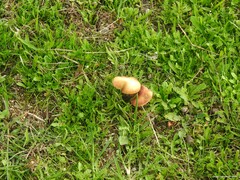 Leratiomyces percevalii