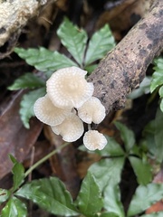 Favolaschia manipularis