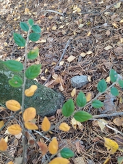 Cotoneaster dielsianus