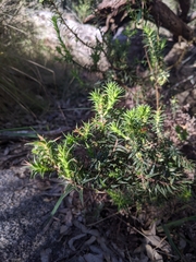 Melichrus urceolatus