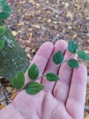Cotoneaster dielsianus