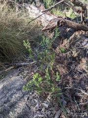 Melichrus urceolatus