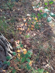 Cotoneaster dielsianus
