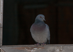 Columba rupestris