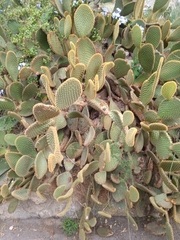 Cactaceae
