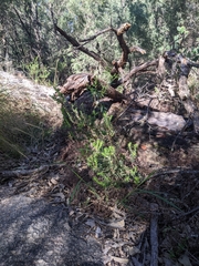 Melichrus urceolatus