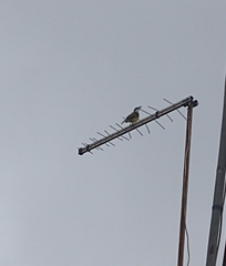 Pitangus sulphuratus