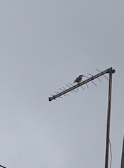 Pitangus sulphuratus