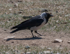 Corvus dauuricus