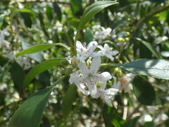 Myoporum petiolatum