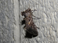 Ctenoplusia oxygramma