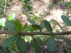 Myoporum petiolatum