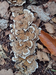 Trametes ochracea