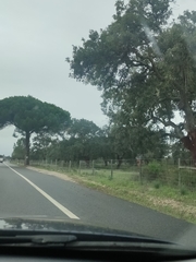 Pinus pinea