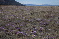 Pulsatilla turczaninovii