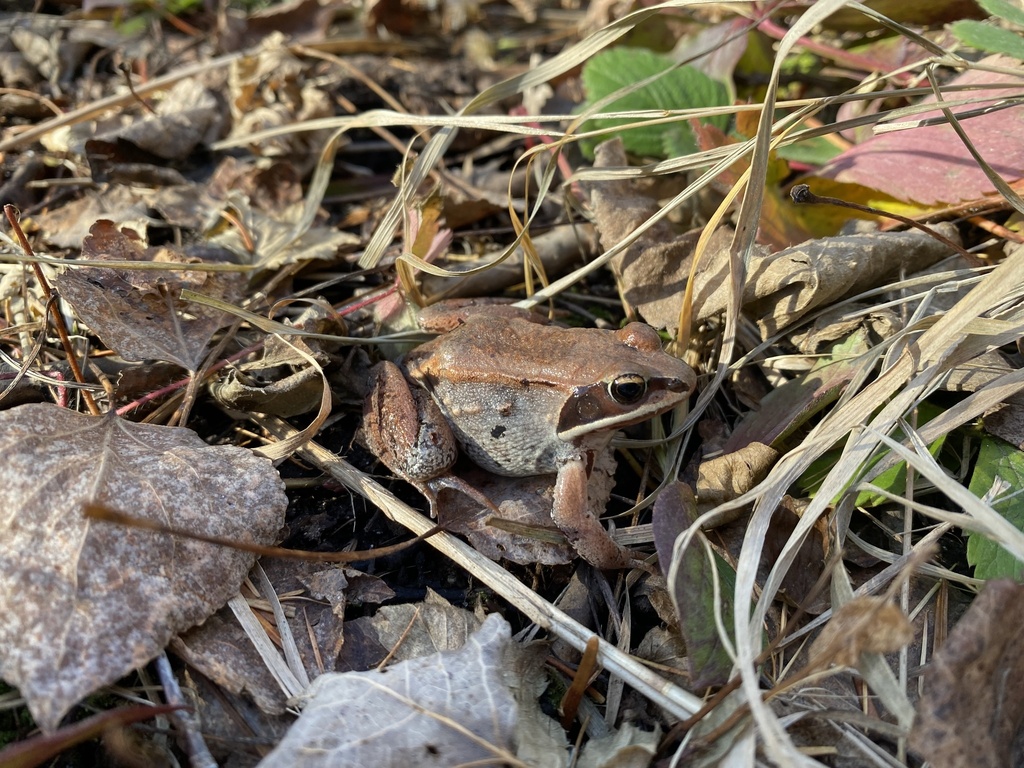 Wood Frog from Trigstad Rd, Aurora, MN, US on November 01, 2022 at 02: ...