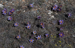 Pulsatilla turczaninovii