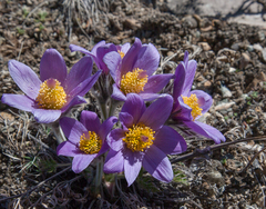 Pulsatilla turczaninovii