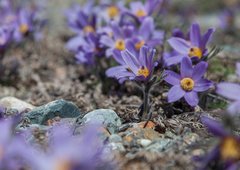 Pulsatilla turczaninovii