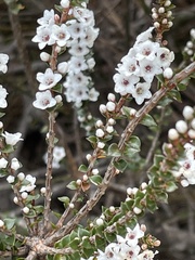 Epacris microphylla