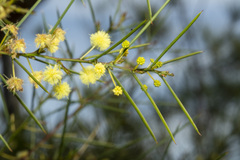 Acacia genistifolia