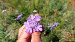 Scabiosa comosa