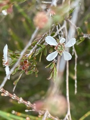Leptospermum trinervium