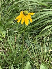 Rudbeckia texana