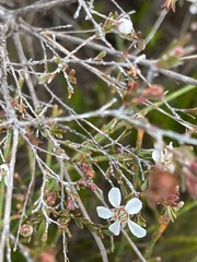 Leptospermum trinervium