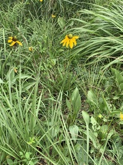 Rudbeckia texana