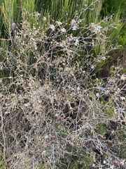 Leptospermum trinervium