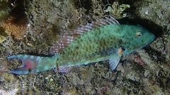 Sparisoma chrysopterum