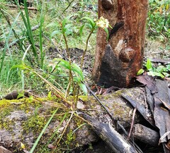 Dendrobium gracilicaule