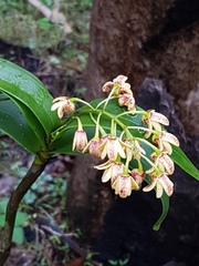 Dendrobium gracilicaule