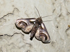 Paectes oculatrix