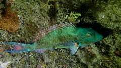 Sparisoma chrysopterum