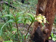Dendrobium gracilicaule