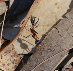 Myrmecia nigrocincta