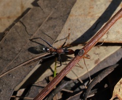 Myrmecia nigrocincta