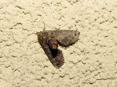 Paectes abrostoloides