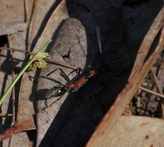 Myrmecia nigrocincta
