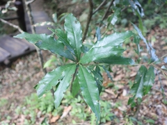 Lithocarpus hancei