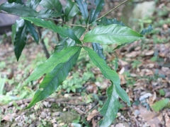 Lithocarpus hancei