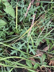 Callirhoe involucrata