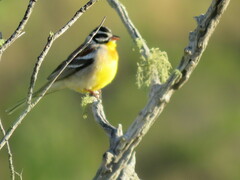 Emberiza flaviventris